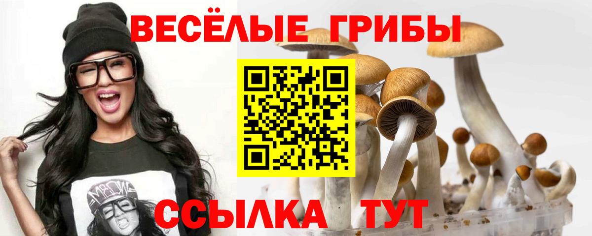 Псилоцибиновые грибы Psilocybine cubensis Кунгур